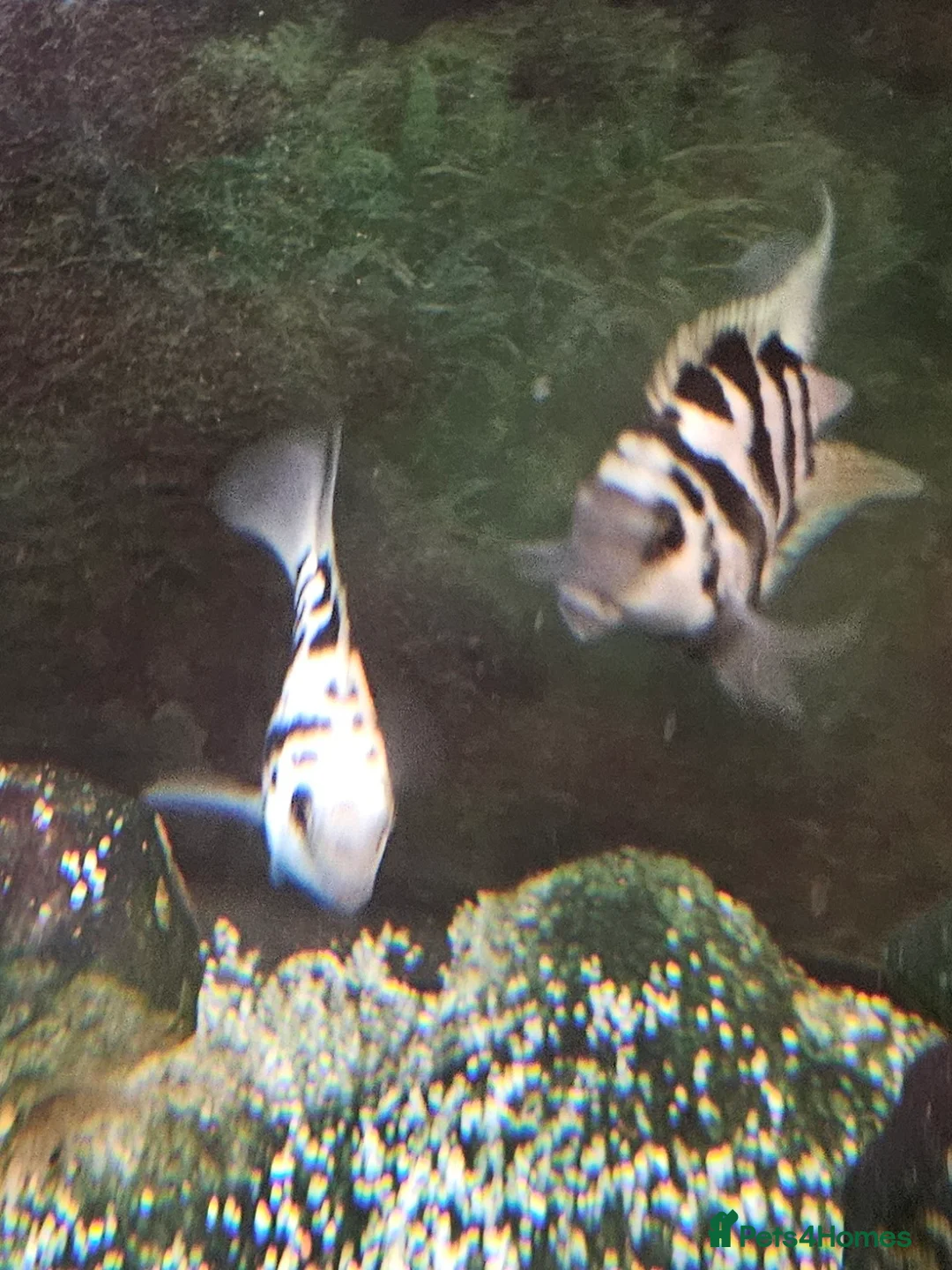 Cichlids fish for sale: Polar parrots  - Advert 2