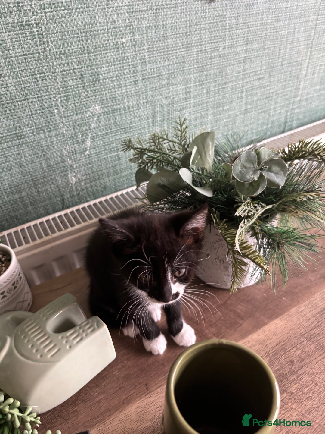 Mixed Breed cats for sale: Adorable kitten - Image 9