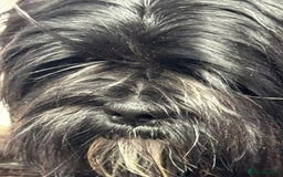 Lhasa Apso dogs for sale: Gorgeous black male  - Image 4