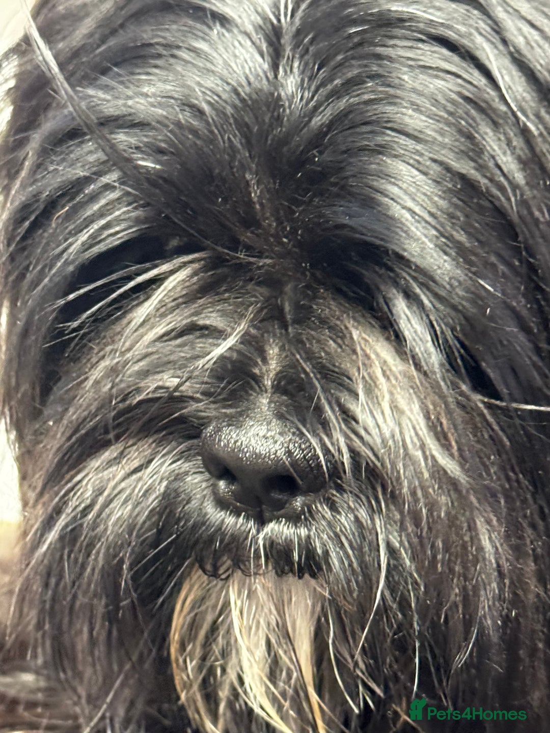Lhasa Apso dogs for sale: Gorgeous black male  - Image 4