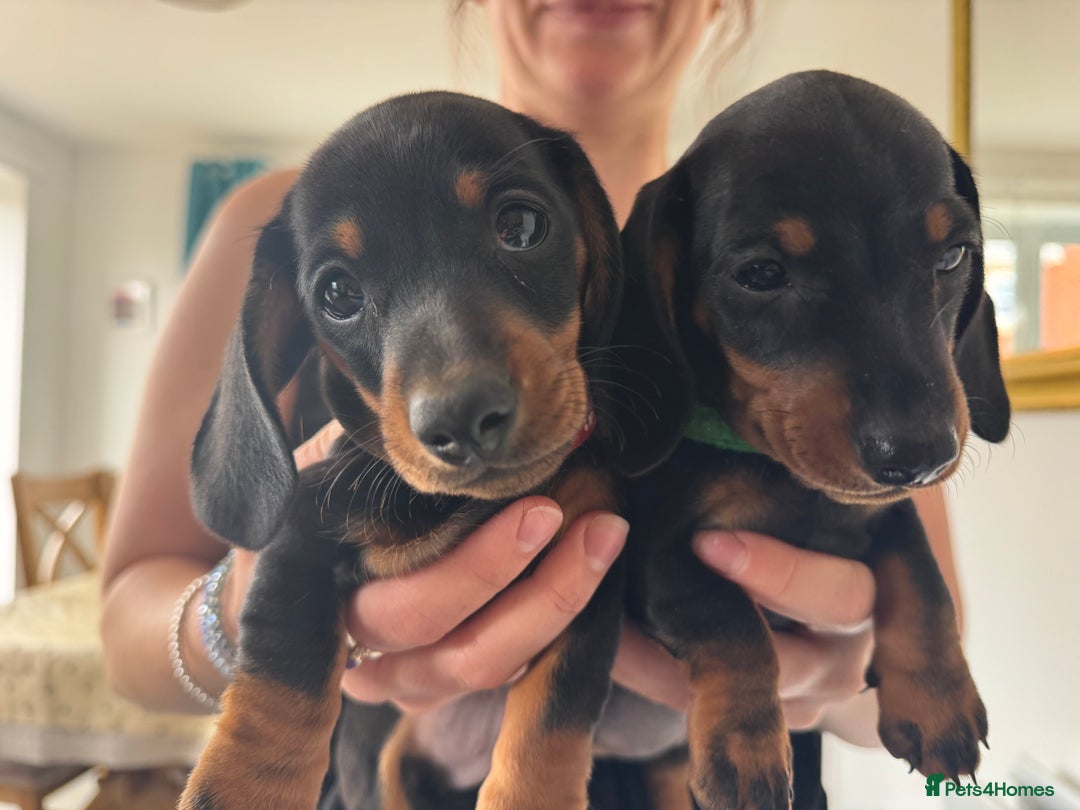 Miniature Dachshund dogs for sale: Reduced*KC, PRA clear mini Dachshund puppies - Image 21