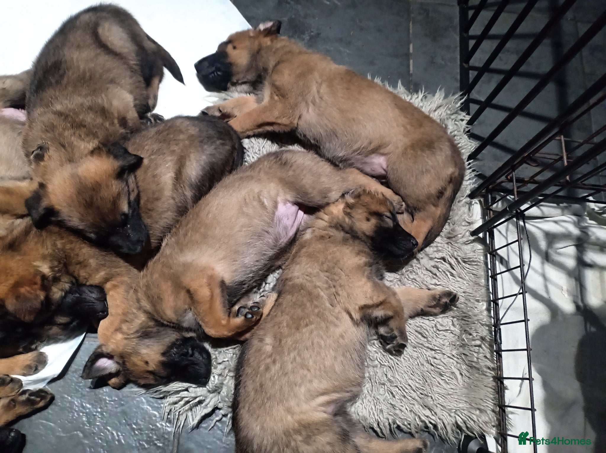 Belgian Shepherd Dog dogs for sale: Belgium malinois puppies 7 weeks old - Advert 2