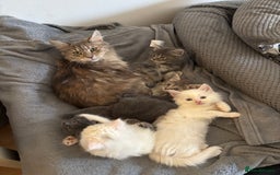 Mixed Breed cats for sale: Stunning Kittens  - Image 12