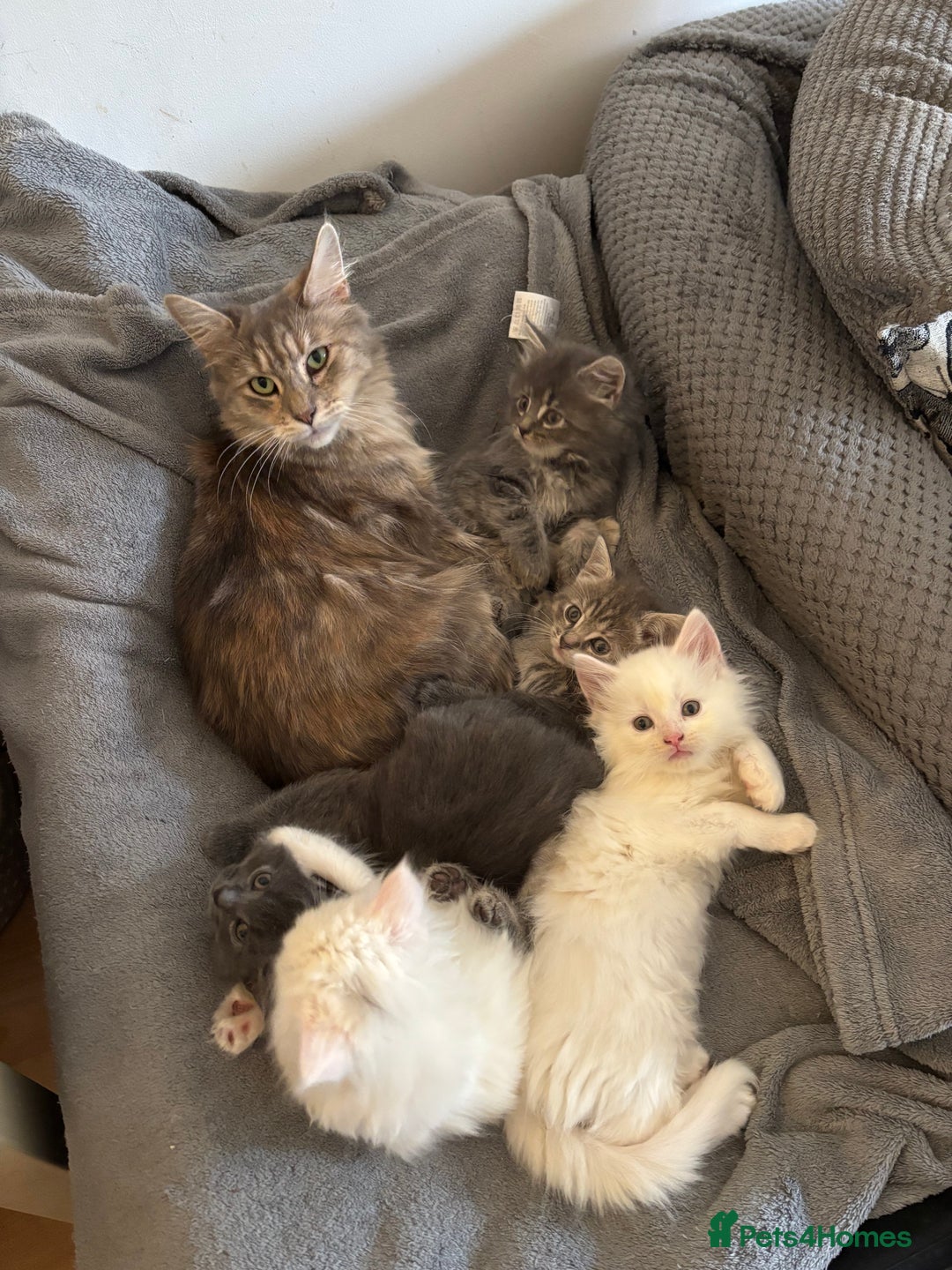 Mixed Breed cats for sale: Stunning Kittens  - Image 12