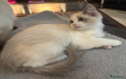 Ragdoll cats for sale: Gccf registered Ragdoll kittens  - Image 14