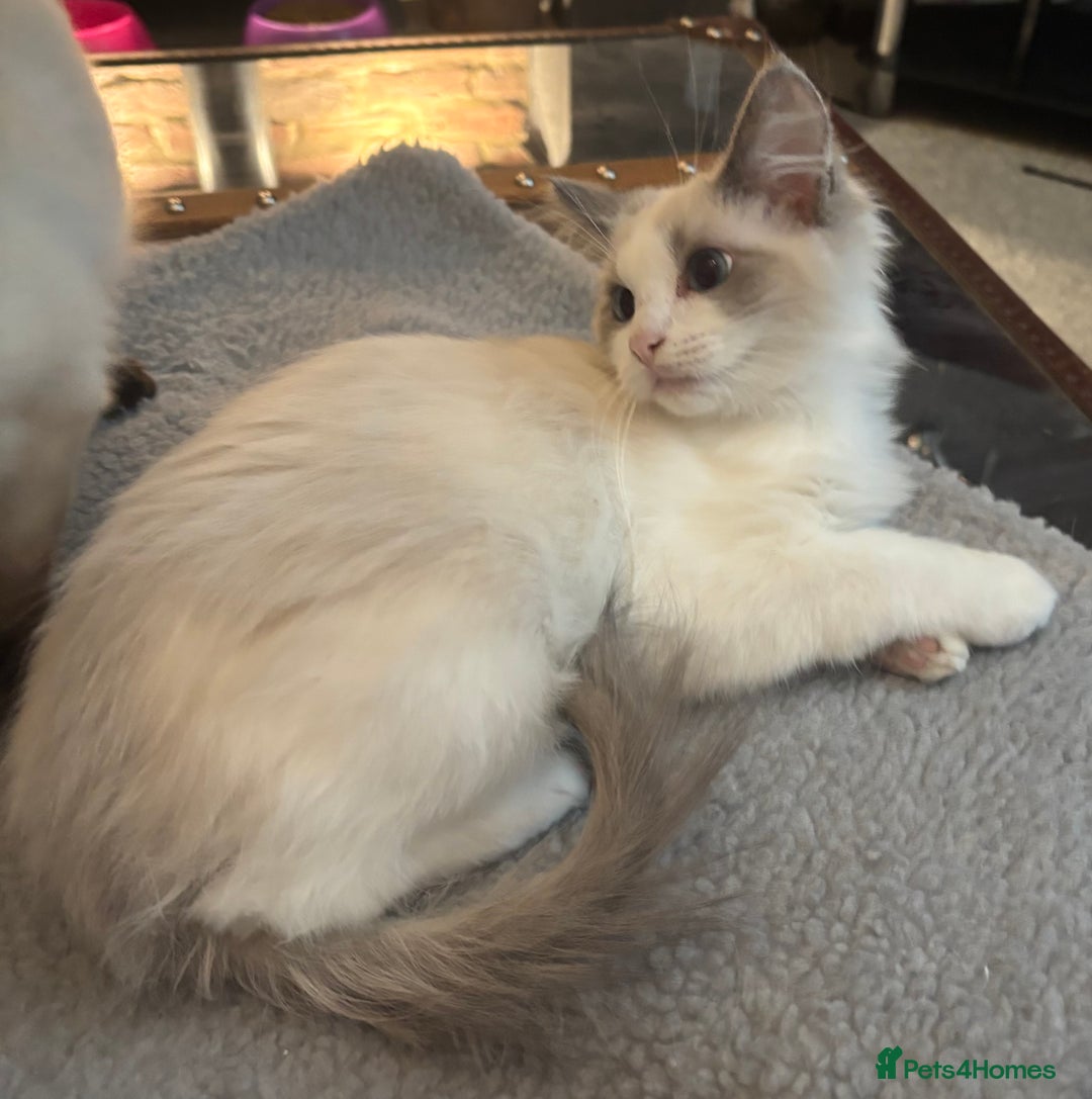 Ragdoll cats for sale: Gccf registered Ragdoll kittens  - Image 14