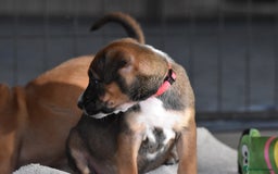 Mixed Breed dogs for sale: Bullherders top working lines  - Advert 9