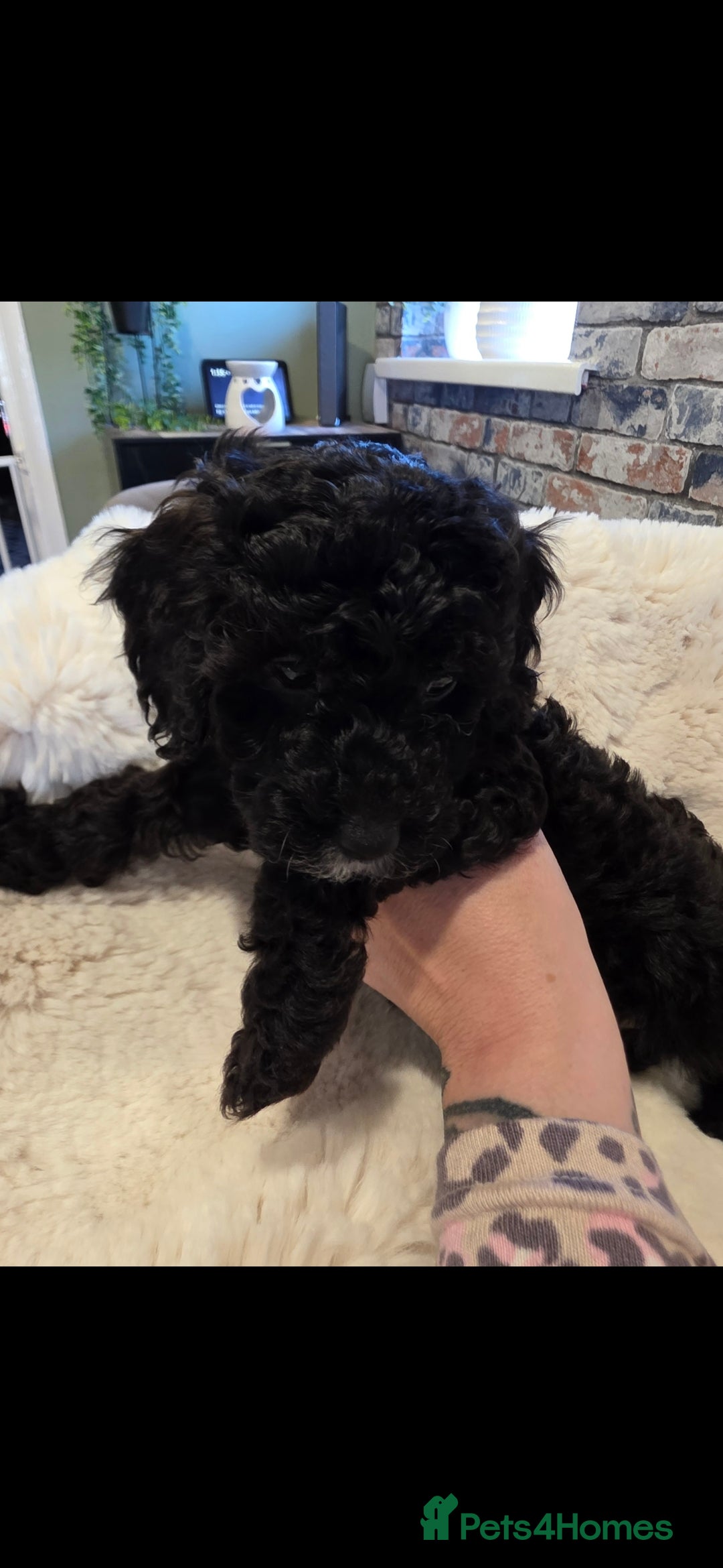 Cockapoo dogs for sale: F1b toy cockapoo puppies ready 3/11/25 - Image 3