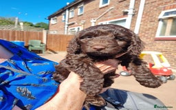 Sproodle dogs for sale: 1 beautiful female sproodle pra clear  in Kidderminster - Image 1