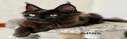 Maine Coon cats for sale: 🐾Tica registered Maine Coon Kittens Available 🐾 - Advert 8