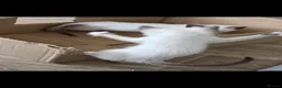 Snowshoe cats for sale: Rare TICA registered Snowshoe kittens - Advert 17