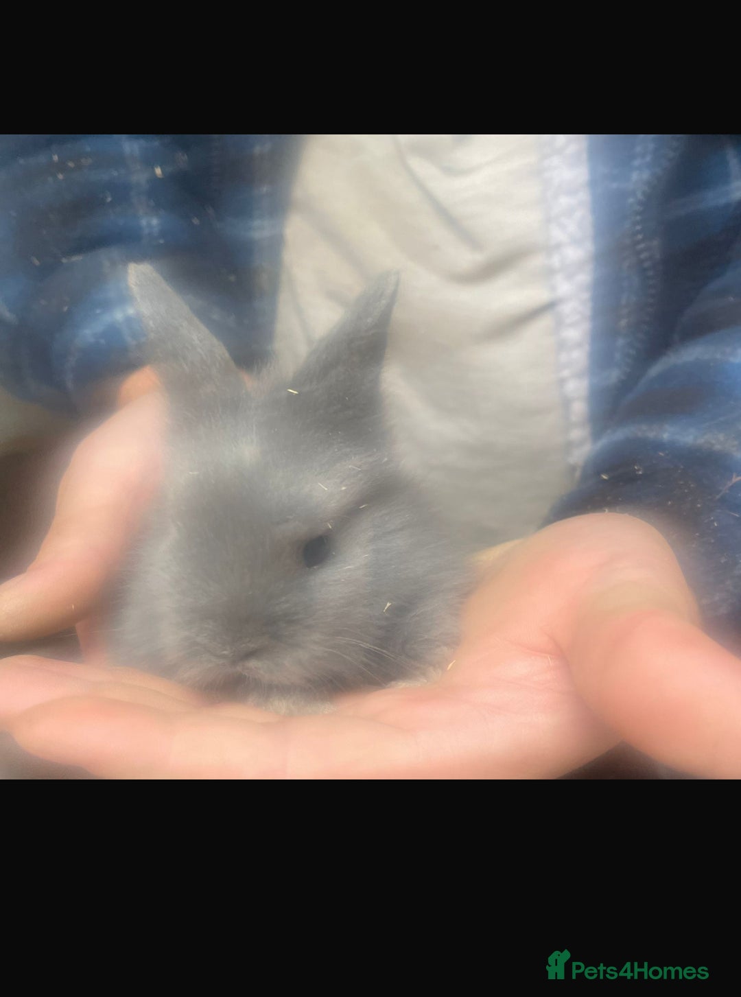 Lionhead rabbits for sale: Baby Lionhead bunnies  - Advert 8