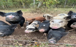 Pig livestock for sale: Adorable Pet Kune Kune cross piglets for sale - Image 2