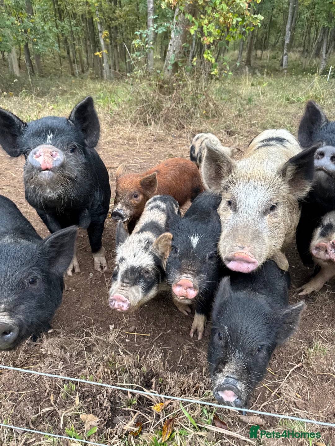 Pig livestock for sale: Adorable Pet Kune Kune cross piglets for sale - Image 2