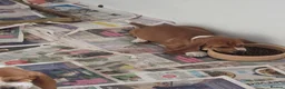 Basset Hound dogs for sale: Basset hound pups kc reg.European lines - Advert 2