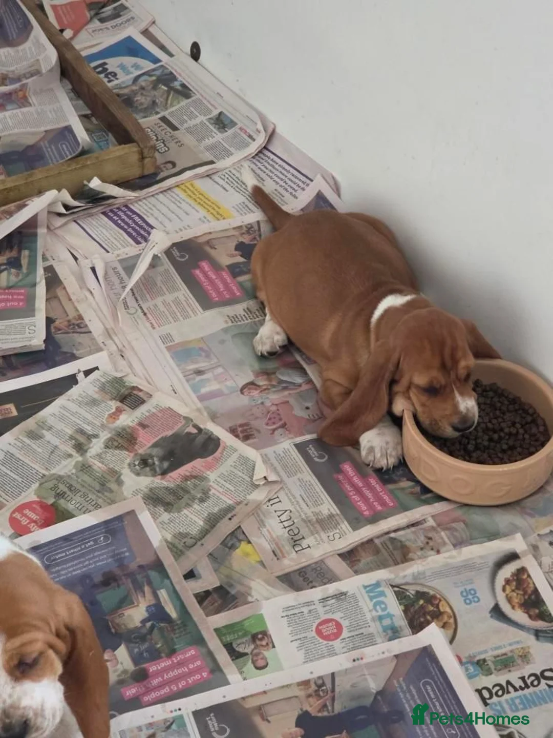 Basset Hound dogs for sale: Basset hound pups kc reg.European lines - Advert 2