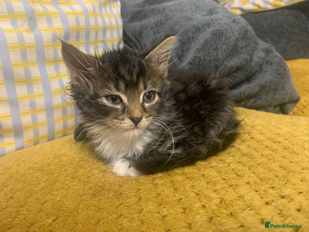 Mixed Breed cats for sale: Tabby Kittens - Image 3