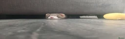 Ferret rodents for sale: Hob ferret  in Northampton - Advert 3