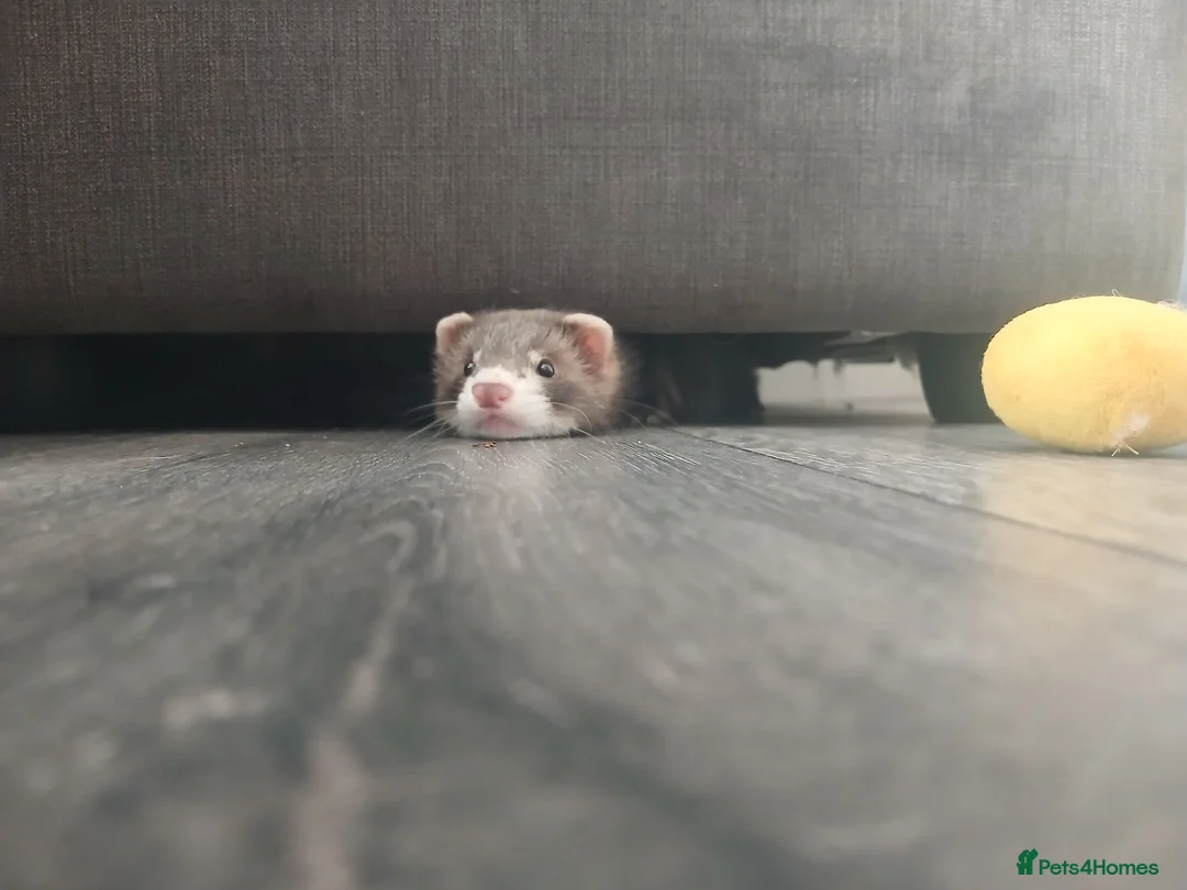 Ferret rodents for sale: Hob ferret  in Northampton - Advert 3