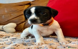 Springador dogs for sale: STUNNING SPRINGADOR PUPPIES  - Image 11