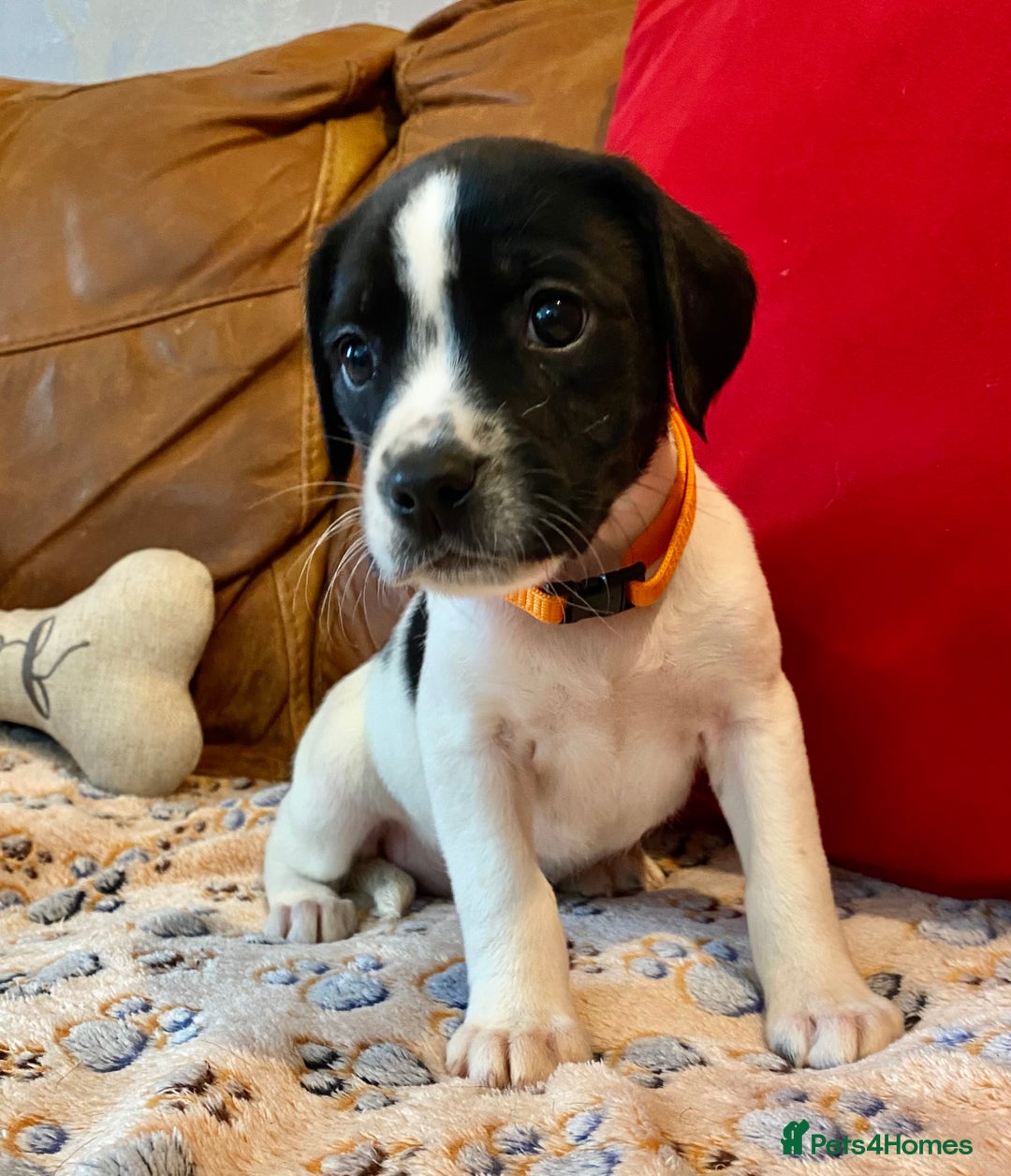 Springador dogs for sale: STUNNING SPRINGADOR PUPPIES  - Image 11
