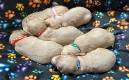 Labradoodle dogs for sale: Miniature Labradoodle Puppies ready 22/11/25 - Image 1