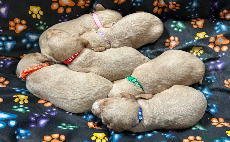 Labradoodle dogs - Advert 4