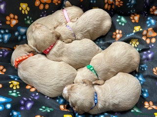 Labradoodle dogs - Advert 27