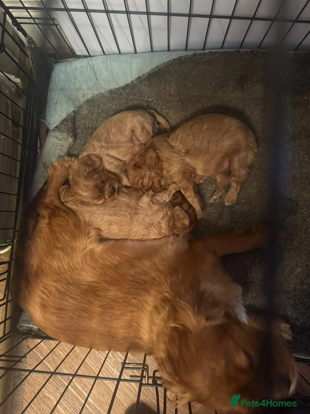 Cavalier King Charles Spaniel dogs for sale: Cavalier king Charles pup BOY (RUBY) - Advert 1