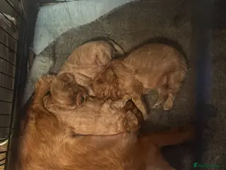 Cavalier King Charles Spaniel dogs Cavalier king Charles pup BOY (RUBY) - Advert 8