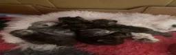 Selkirk Rex cats for sale: Selkirkrex curly and straight - Advert 1