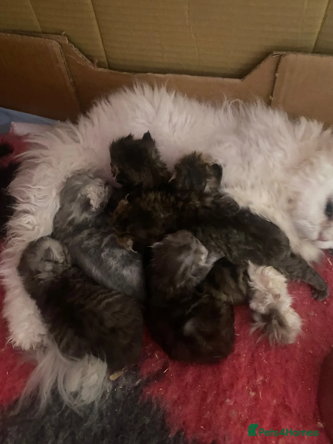Selkirk Rex cats for sale: Selkirkrex curly and straight - Advert 1