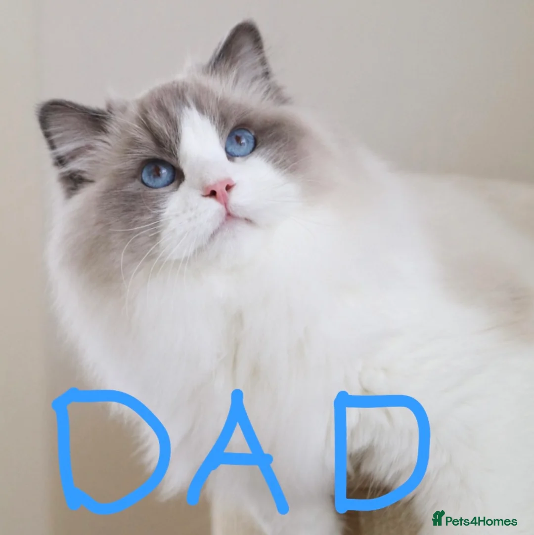 Ragdoll cats for sale: Beautiful Purebred Ragdoll Kittens for Sale ✨ - Advert 2