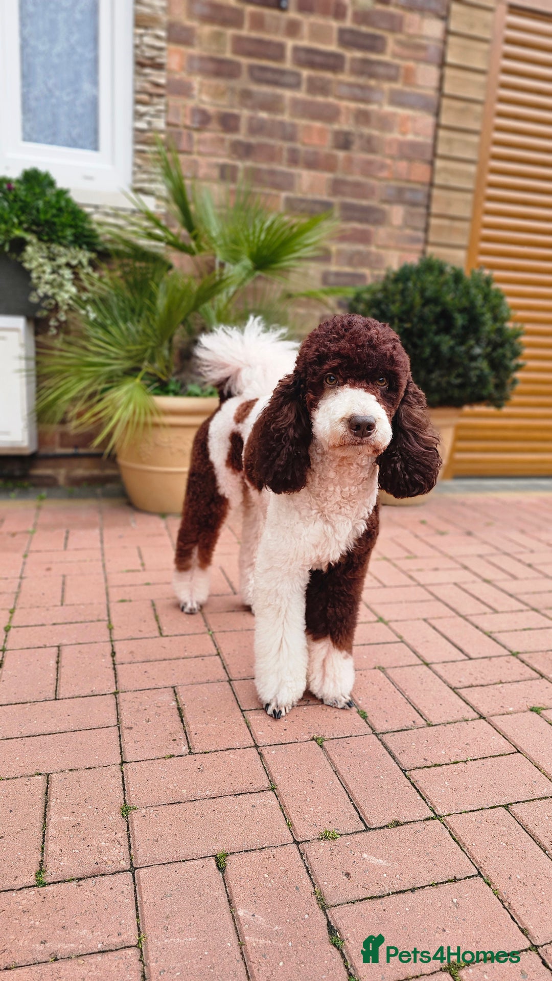 Standard Poodle dogs for stud:  CHOCOLATE PARTI MOYEN POODLE! FULLY DNA TESED! in Kettering - Advert 17