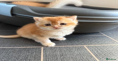 British Shorthair cats GCCF reg BSH Chocolate and Black Golden Kittens - Advert 5