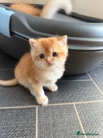 British Shorthair cats GCCF reg BSH Chocolate and Black Golden Kittens - Advert 5