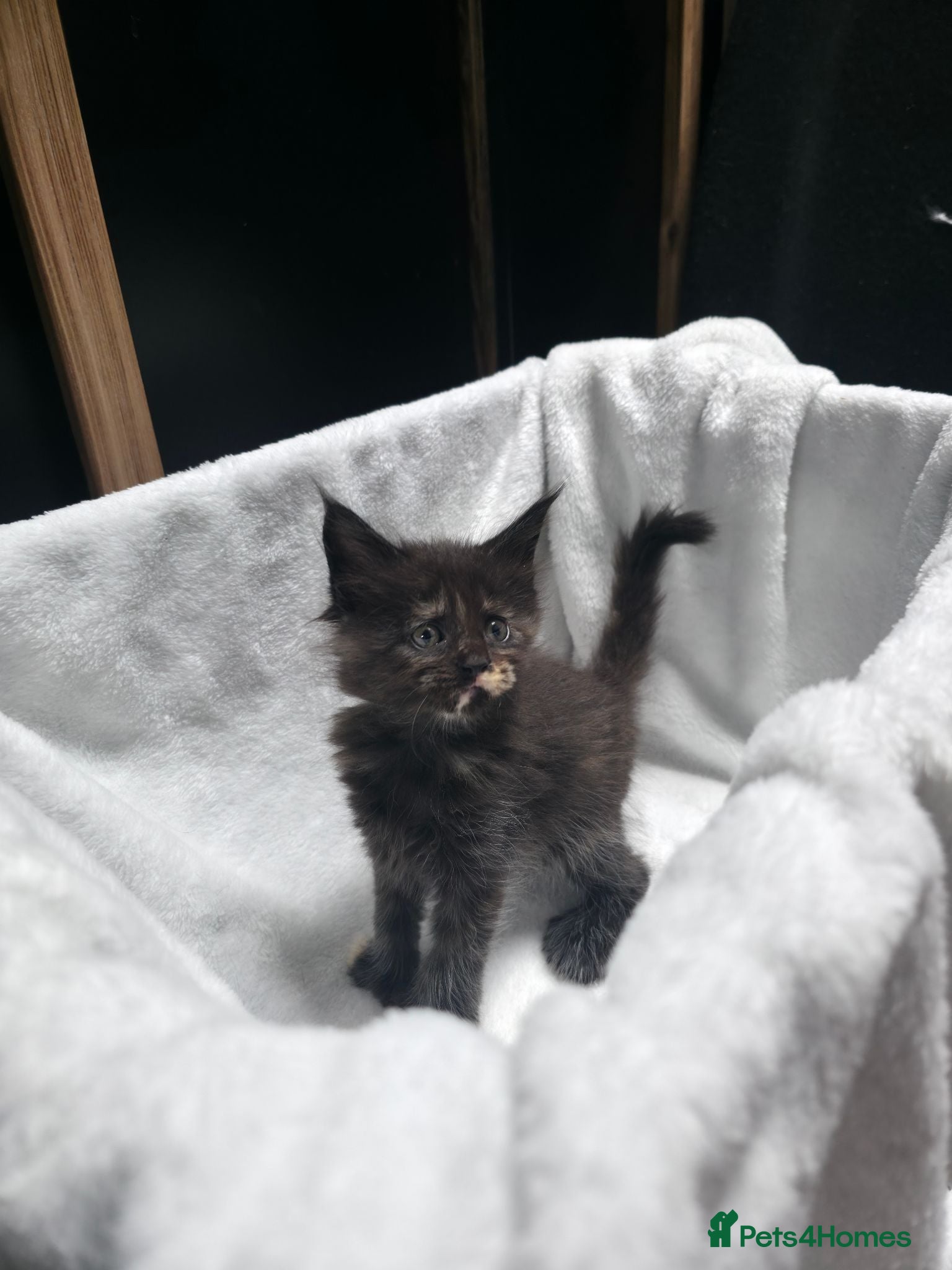 Maine Coon cats Maine Coon Polydactyl Kittens - Advert 2