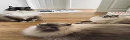 Ragdoll cats for sale: GCCF lilac male kitten - Advert 4