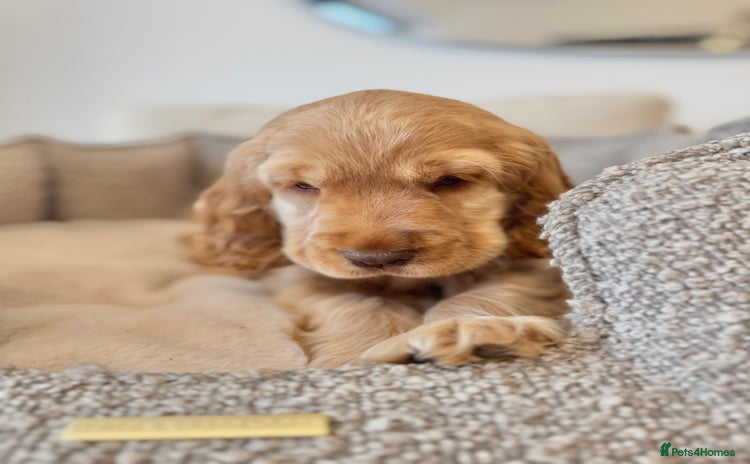 Cocker Spaniel dogs - Advert 13