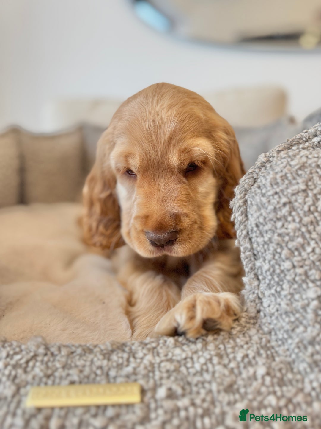 Cocker Spaniel dogs for sale: Golden English Show Cocker Spaniel Pup - Image 1
