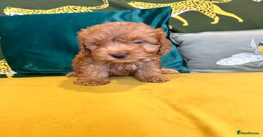 Cockapoo dogs - Advert 1