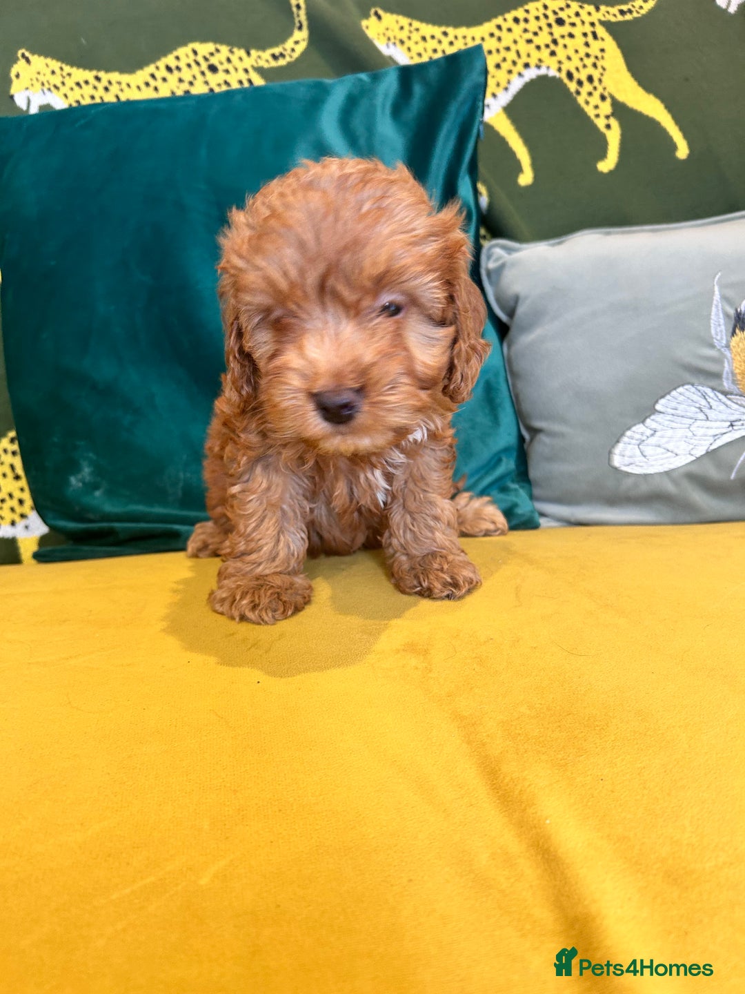 Cockapoo dogs for sale: Litter of 8 F1 cocapo one girl available  - Image 3