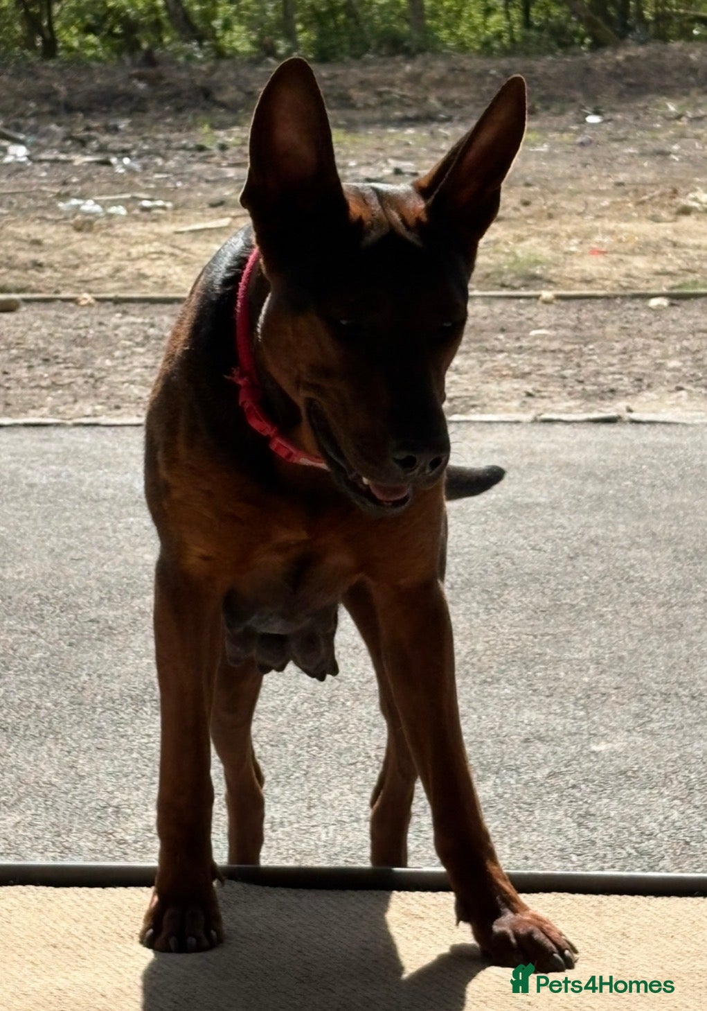 Chinese Red Dog dogs Stunning (Laizhou hong) Chinese red dog puppies  - Advert 2