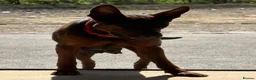 Chinese Red Dog dogs for sale: Stunning (Laizhou hong) Chinese red dog puppies  - Advert 12