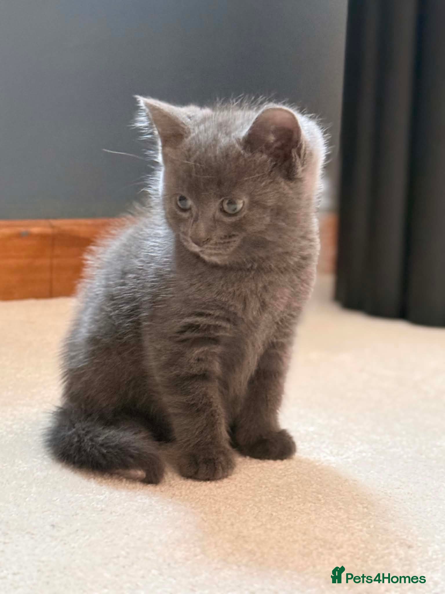 Mixed Breed cats Gorgeous Litter of 3 healthy vibrant kittens - Advert 2