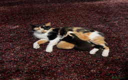 Mixed Breed cats for sale: 3 cutie kittens with fluffy tails  - Image 7