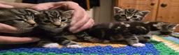Bengal cats for sale: Beautiful Bengal Kittens For Sale  - Advert 8
