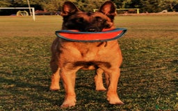 Belgian Shepherd Dog dogs for stud: KC, PURE Malinois Stud: Health Tested. Proven  in Rugby - Image 8
