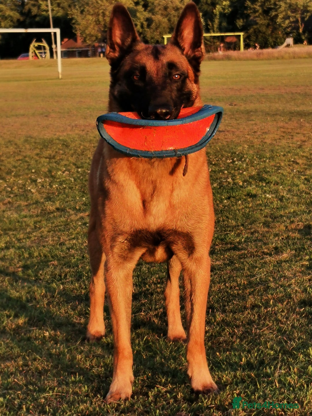 Belgian Shepherd Dog dogs for stud: KC, PURE Malinois Stud: Health Tested. Proven  in Rugby - Image 8
