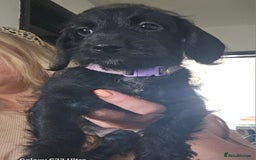 Doxiepoo dogs for sale: Doxipoos puppies mega curly & suited ONLY 2 LEFT  - Image 5